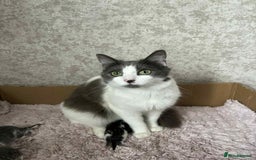 Mixed Breed cats for sale: Beautiful kittens available now  - Image 9