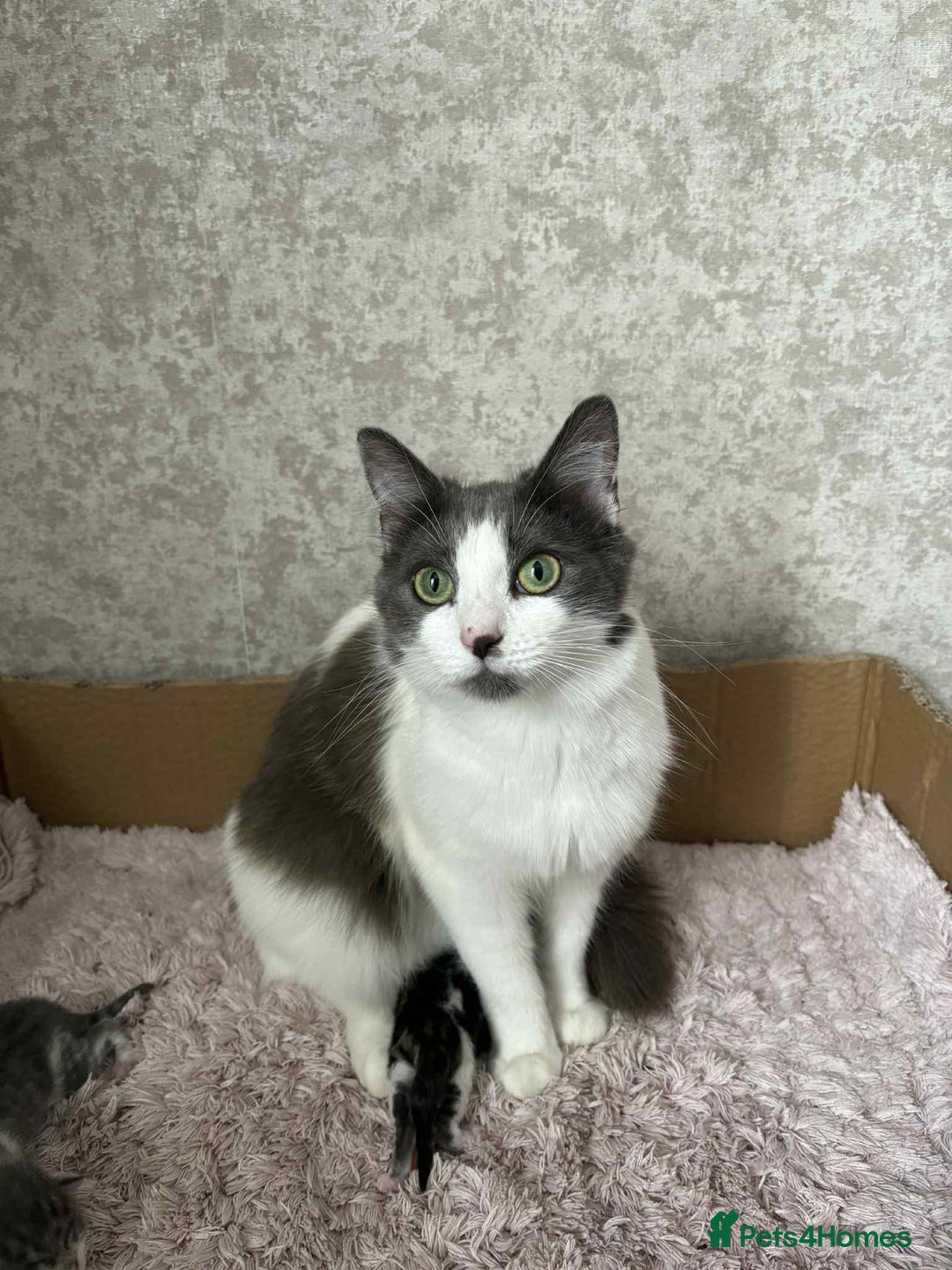 Mixed Breed cats for sale: Beautiful kittens available now  - Image 9