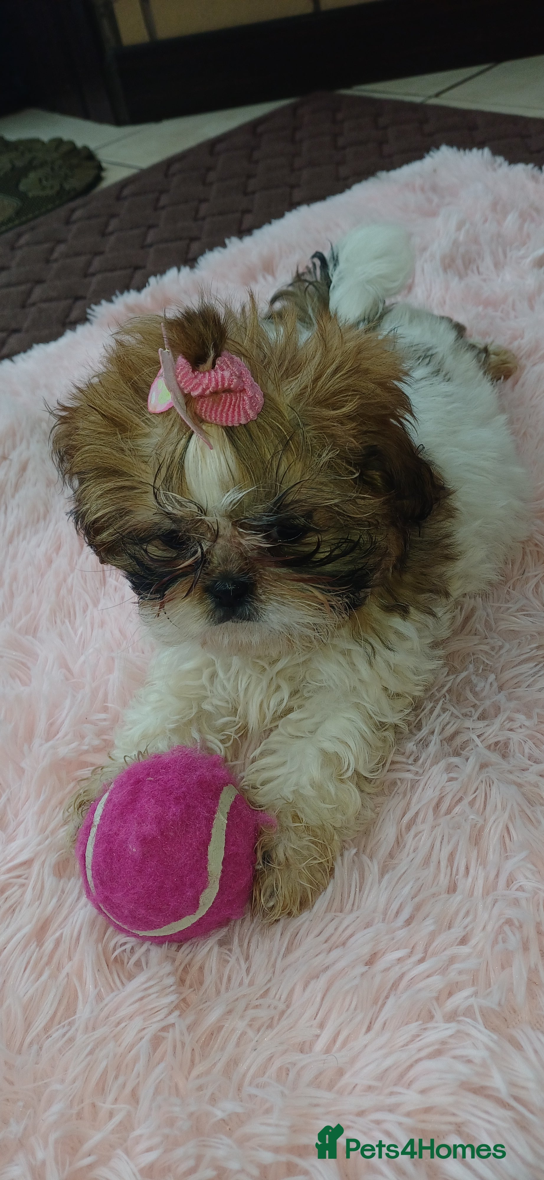 Shih Tzu dogs Shih tzu puppy ‼️🩷🐶 1 GIRL LEFT 🥰 - Advert 7