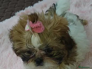 Shih Tzu dogs Shih tzu puppy ‼️🩷🐶 1 GIRL LEFT 🥰 - Advert 7
