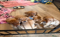 Labrador Retriever dogs for sale: Fox red KC reg labrador puppies - Image 3