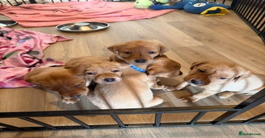 Labrador Retriever dogs - Advert 5