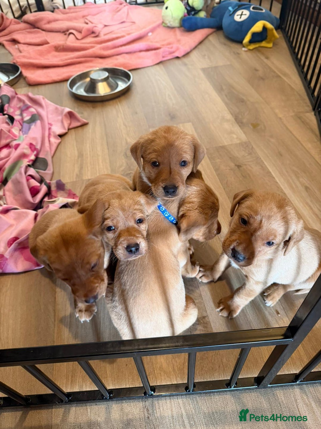 Labrador Retriever dogs for sale: Fox red KC reg labrador puppies - Image 3