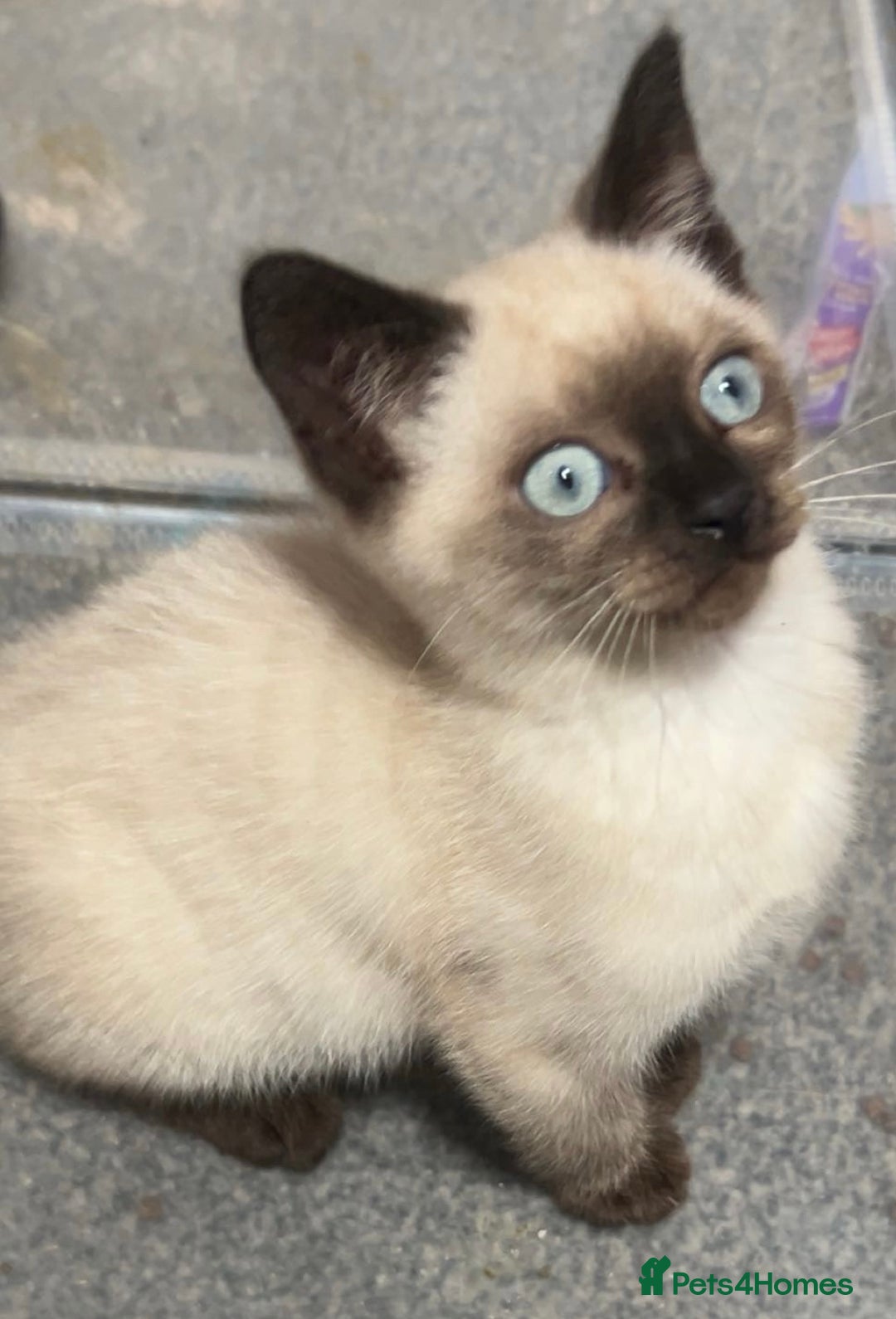 British Shorthair cats for sale: TICA Active BSH Colourpoint Kittens - Advert 13