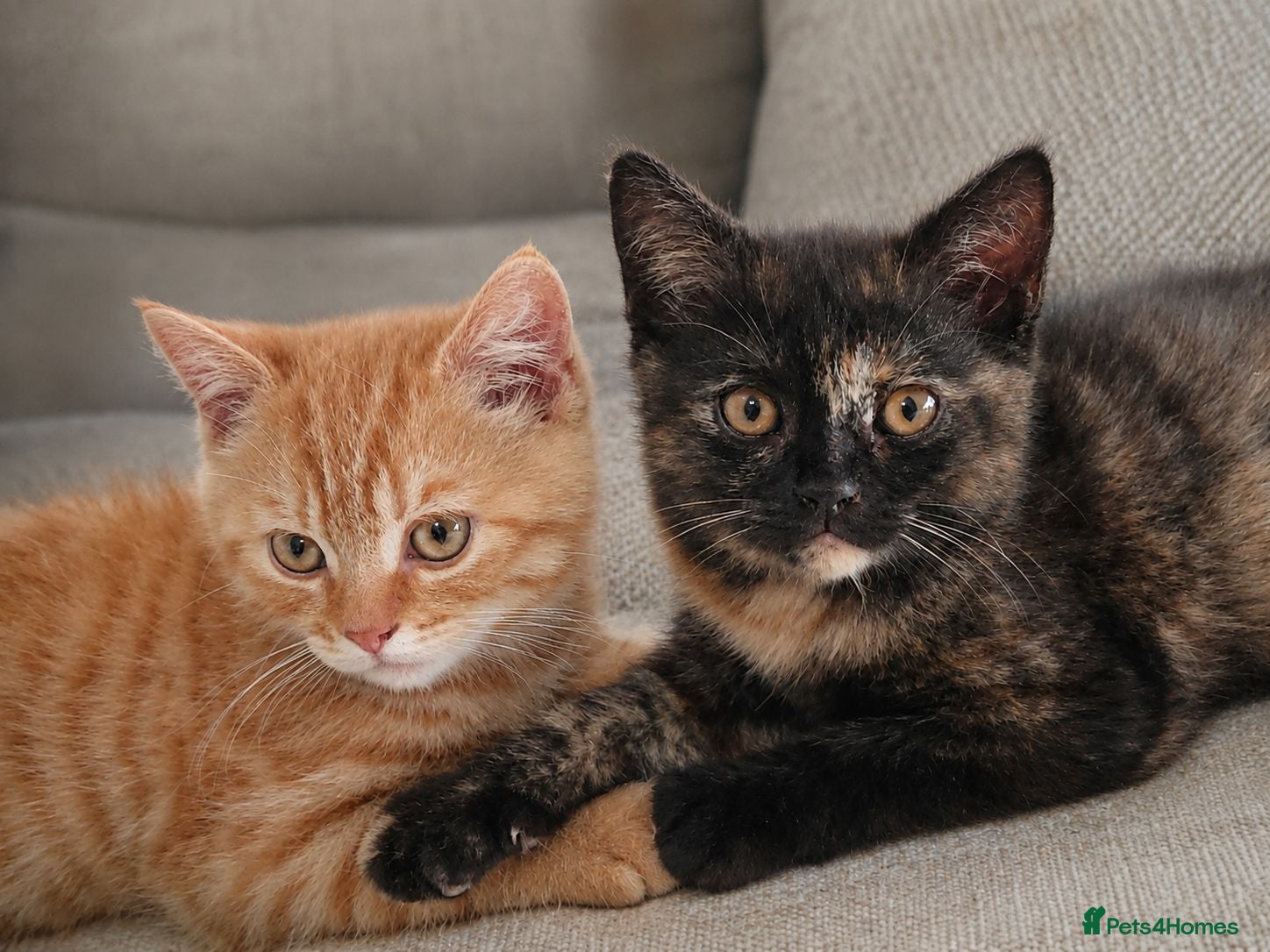 British Shorthair cats Gorgeous British Shorthair Kittens - READY NOW - Advert 1