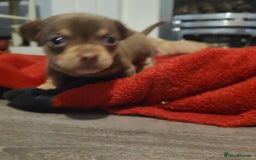 Chihuahua dogs for sale: Smooth coat chihuahuas - Image 10