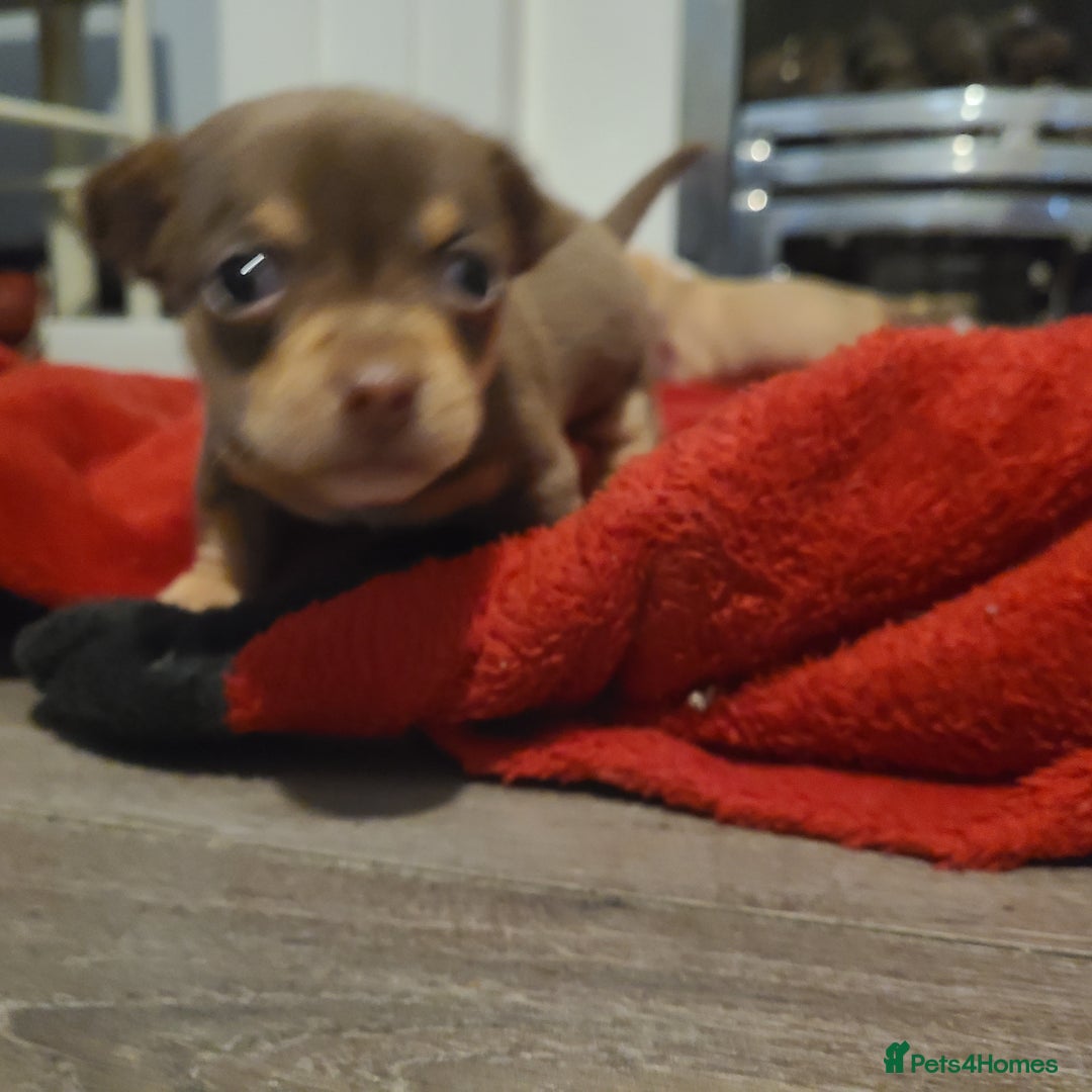 Chihuahua dogs for sale: Smooth coat chihuahuas - Image 10