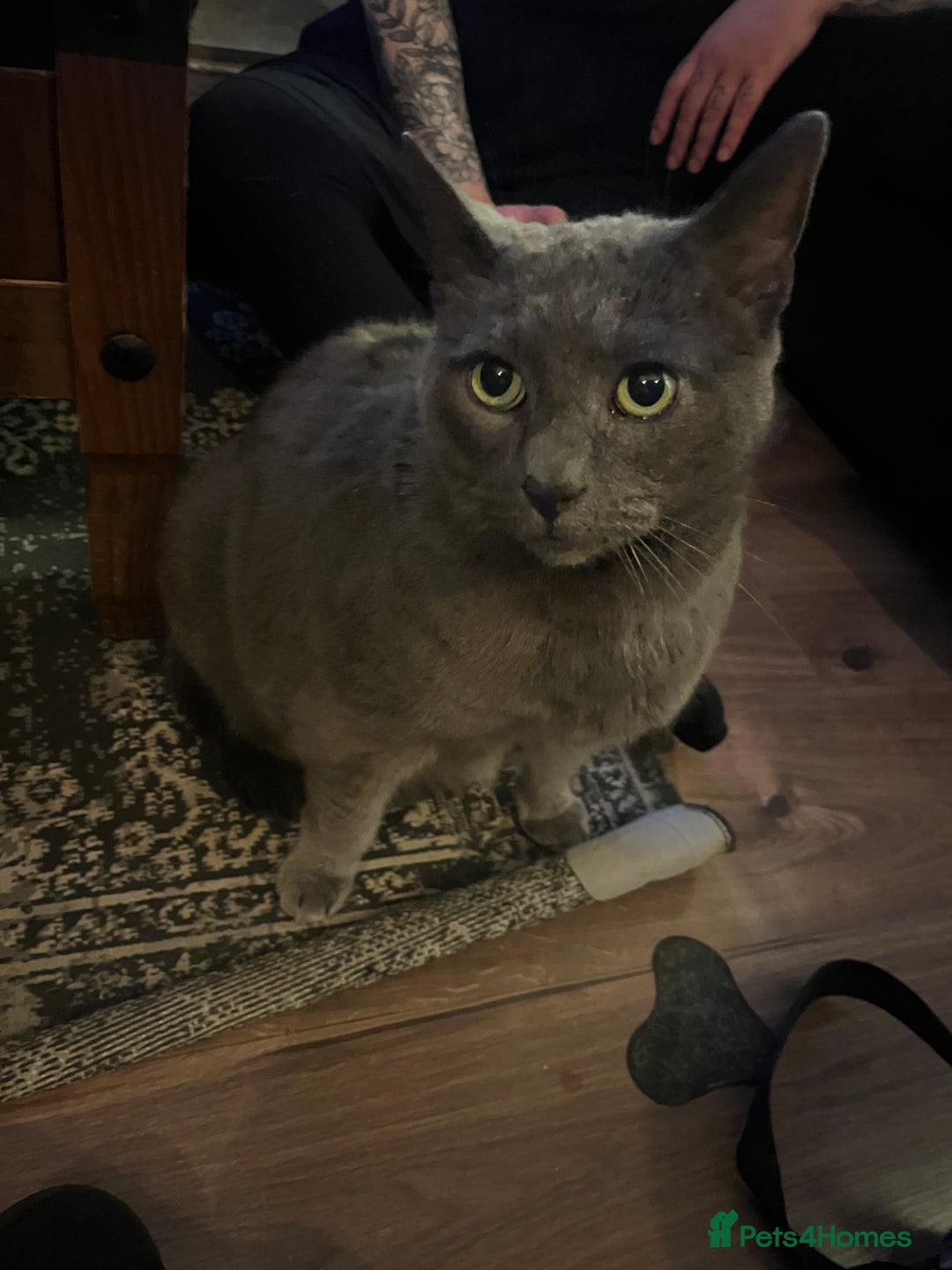 British Shorthair cats for sale: Snuggly Boy looking for a sofa!  - Image 3