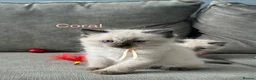 Ragdoll cats for sale: Ragdoll Kittens, Ready Now - Advert 9