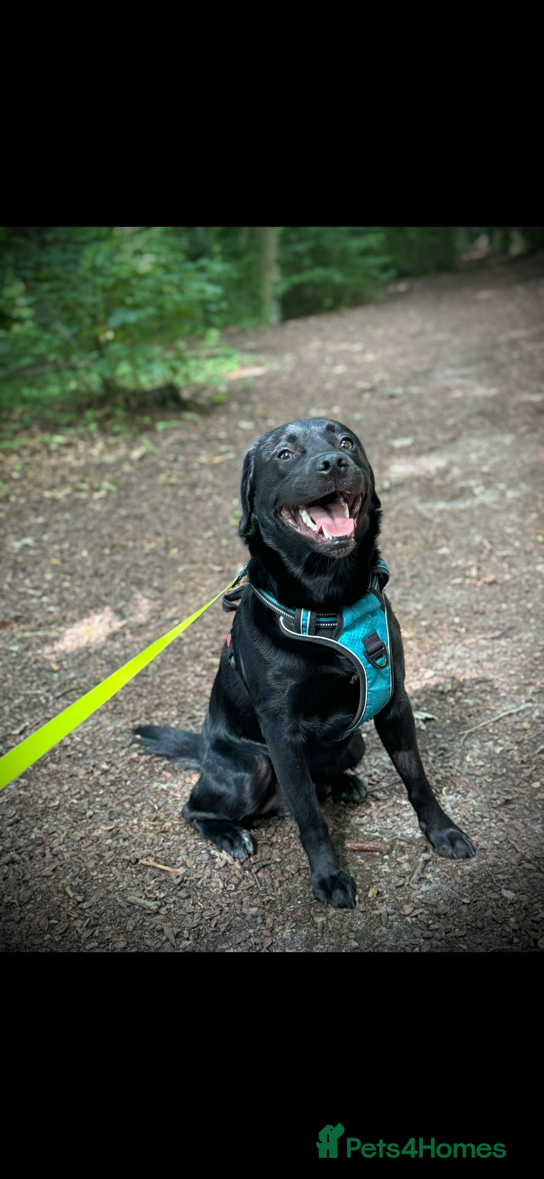 Mixed Breed dogs for sale: Black Lab/Staffy - Image 11