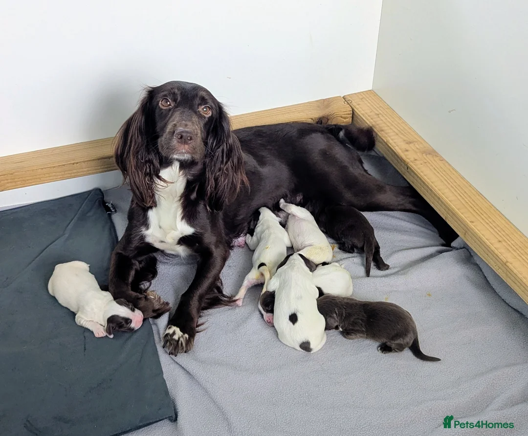 Sprocker dogs for sale: Sprocker Puppies - Cocker x Springer Spaniel - Advert 19