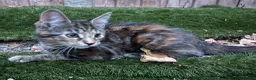 Maine Coon cats for sale: Half Maine coon (Last lady) - Advert 9