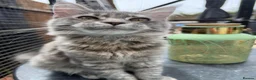 Maine Coon cats for sale: Last TICA registered girl Maine Coon - Advert 4