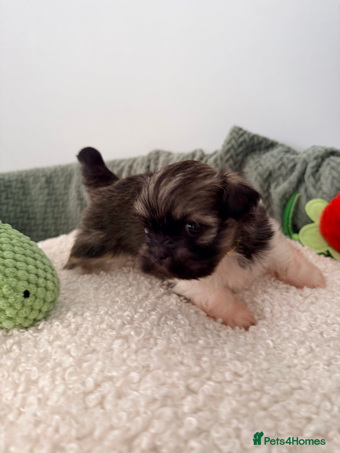 Lhasa Apso dogs for sale: Beautiful litter of KC Lhasa Apso puppies  - Advert 11