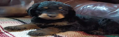 Labradoodle 4