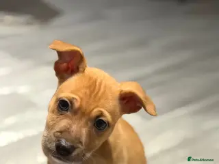 Mixed Breed dogs border collie x staffy girl - Advert 12