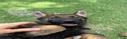 German Shepherd dogs for sale: Exceptional KC Reg Czech Working Line GSD Puppies - Advert 20