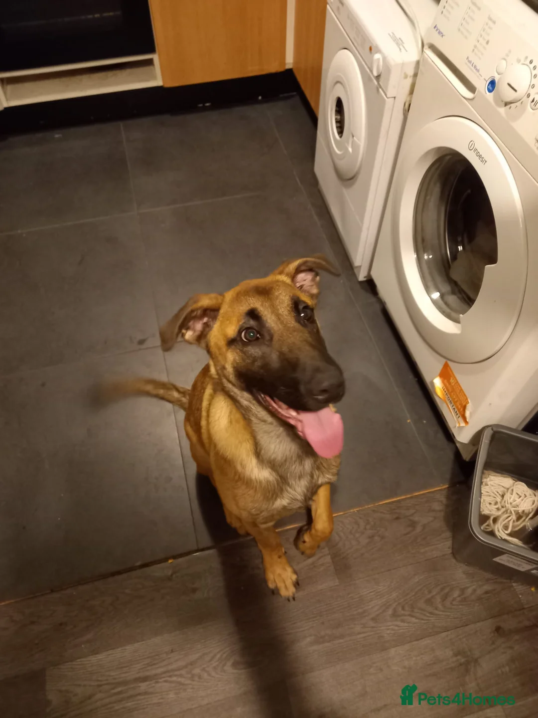 Belgian Shepherd Dog dogs for sale: Male belgum shepherd  in Blackburn - Advert 1