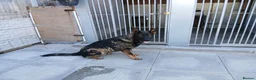 German Shepherd dogs for sale: 11 Month Old GSD  - Advert 2