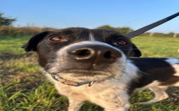 Mixed Breed dogs for adoption: Herby - Norwich Norfolk  - Image 8