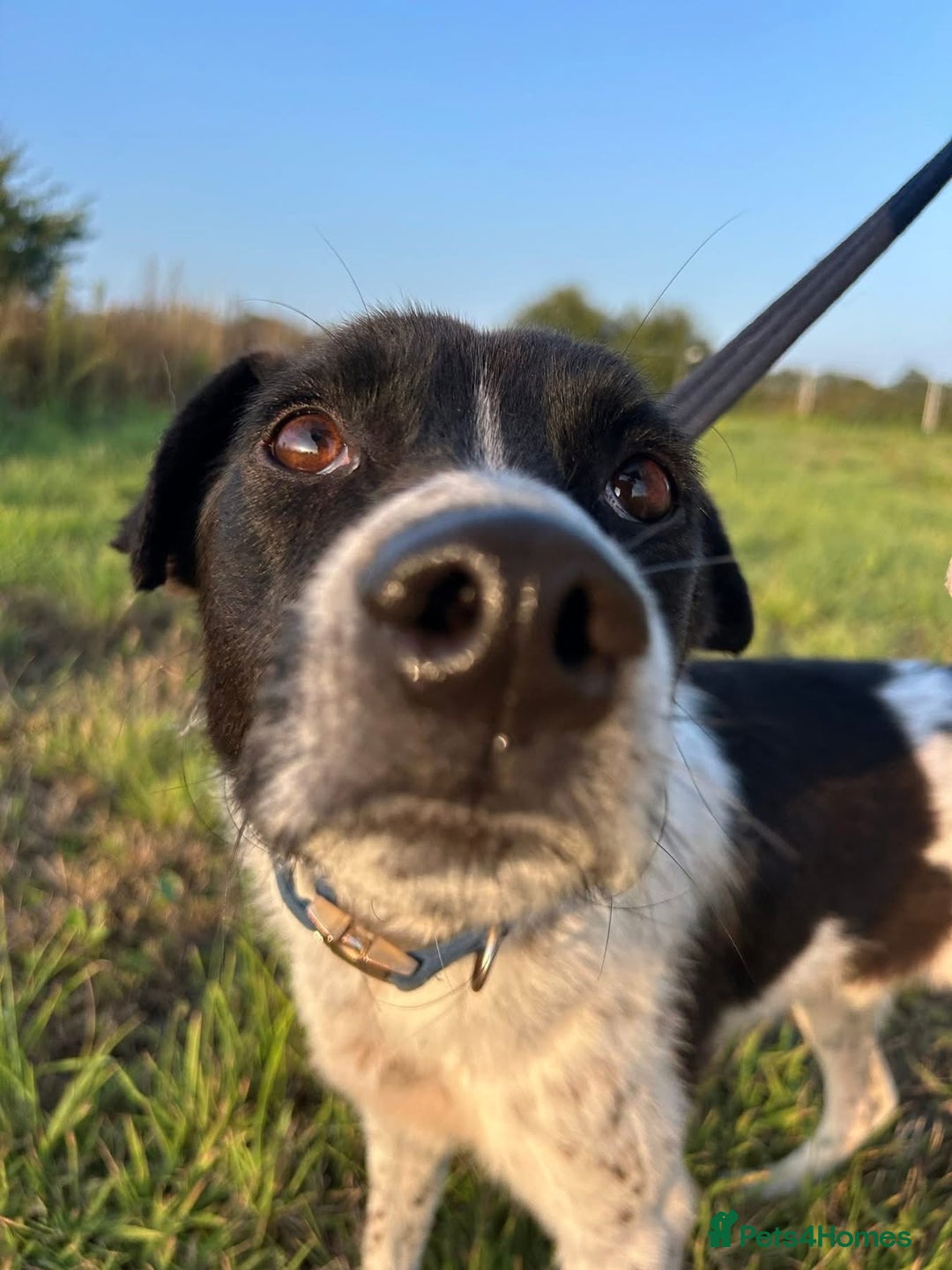 Mixed Breed dogs for adoption: Herby - Norwich Norfolk  - Image 8