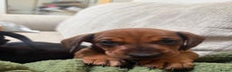Dachshund dogs for sale: 9 week old 2 female dachshund puppies  - Advert 3