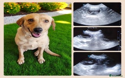 Australian Labradoodle dogs for sale: Stunning red F1b Australian Labradoodle puppies  - Image 36