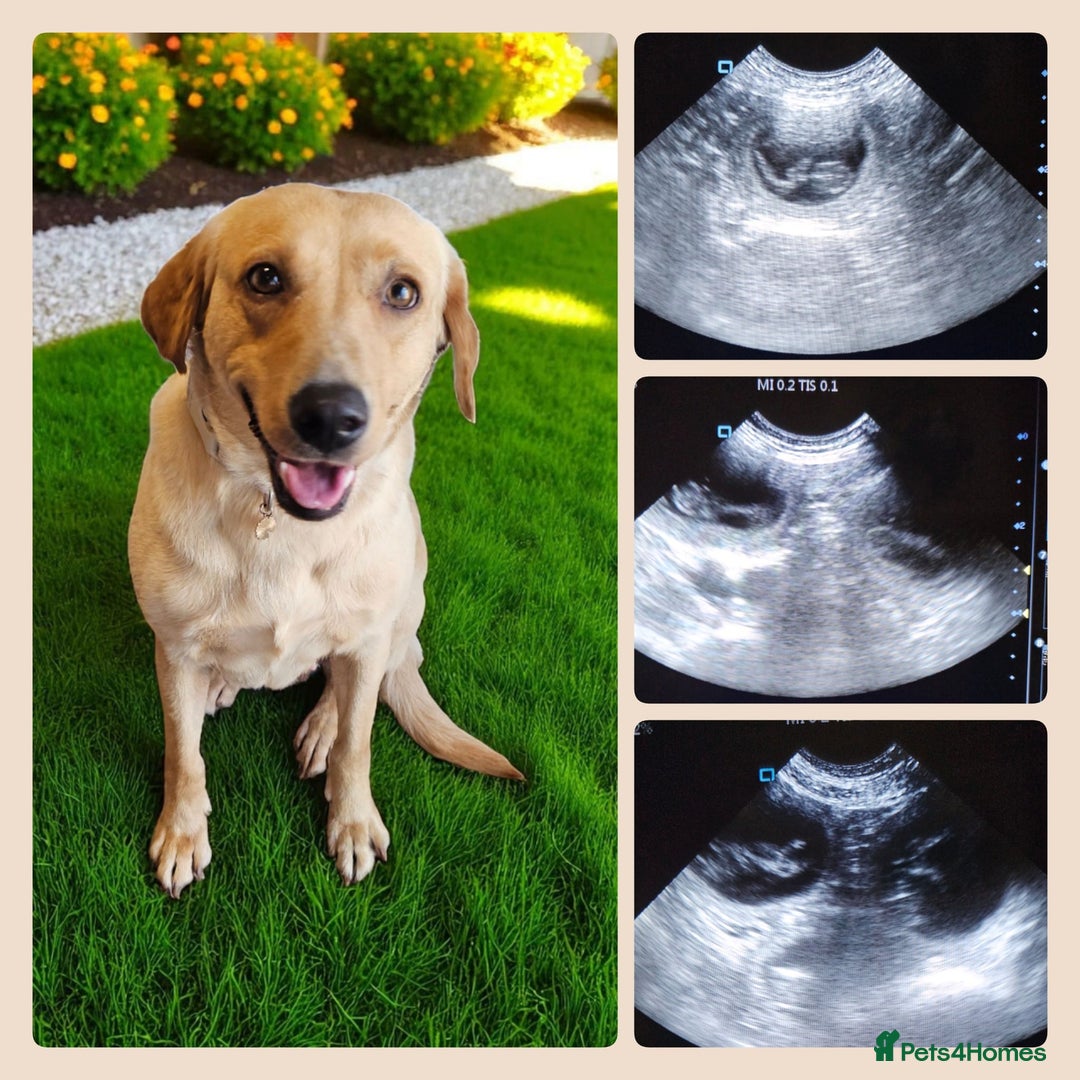 Australian Labradoodle dogs for sale: Stunning red F1b Australian Labradoodle puppies  - Image 36