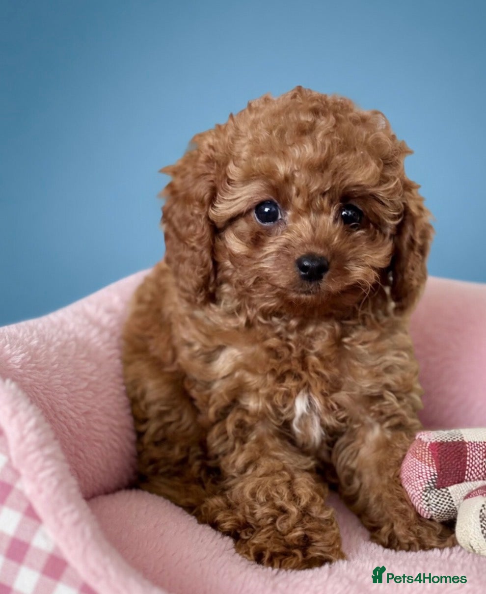 Cavapoo dogs TOY CAVAPOOS - Fully health checked and vaccinated - Advert 1