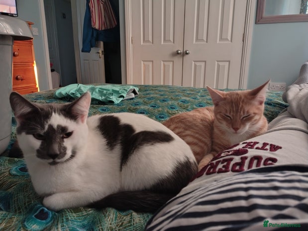 British Shorthair cats - Advert 3