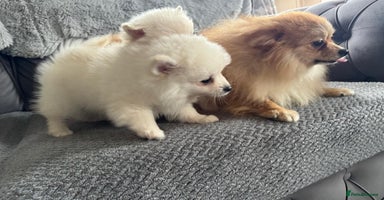 Pomeranian dogs - Advert 16