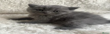 Female 1