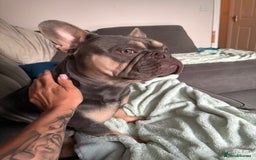 French Bulldog dogs for sale: Male French bulldog - Image 5