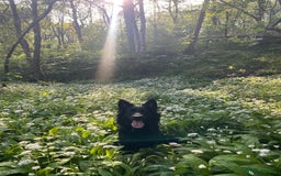 Mixed Breed dogs for sale: Ladybug - Advert 5