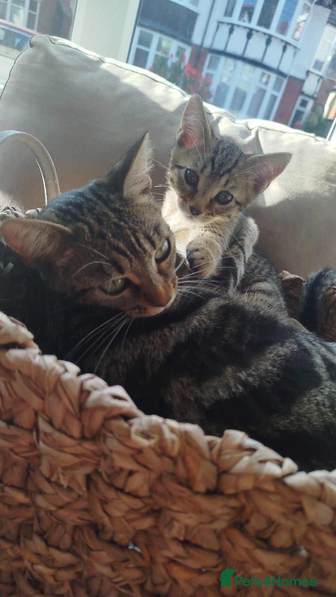 Mixed Breed cats Kittens ready for homes  - Advert 3