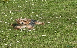 Mixed Breed dogs for sale: Yorki Puppies available from 21/12/25 - Advert 11