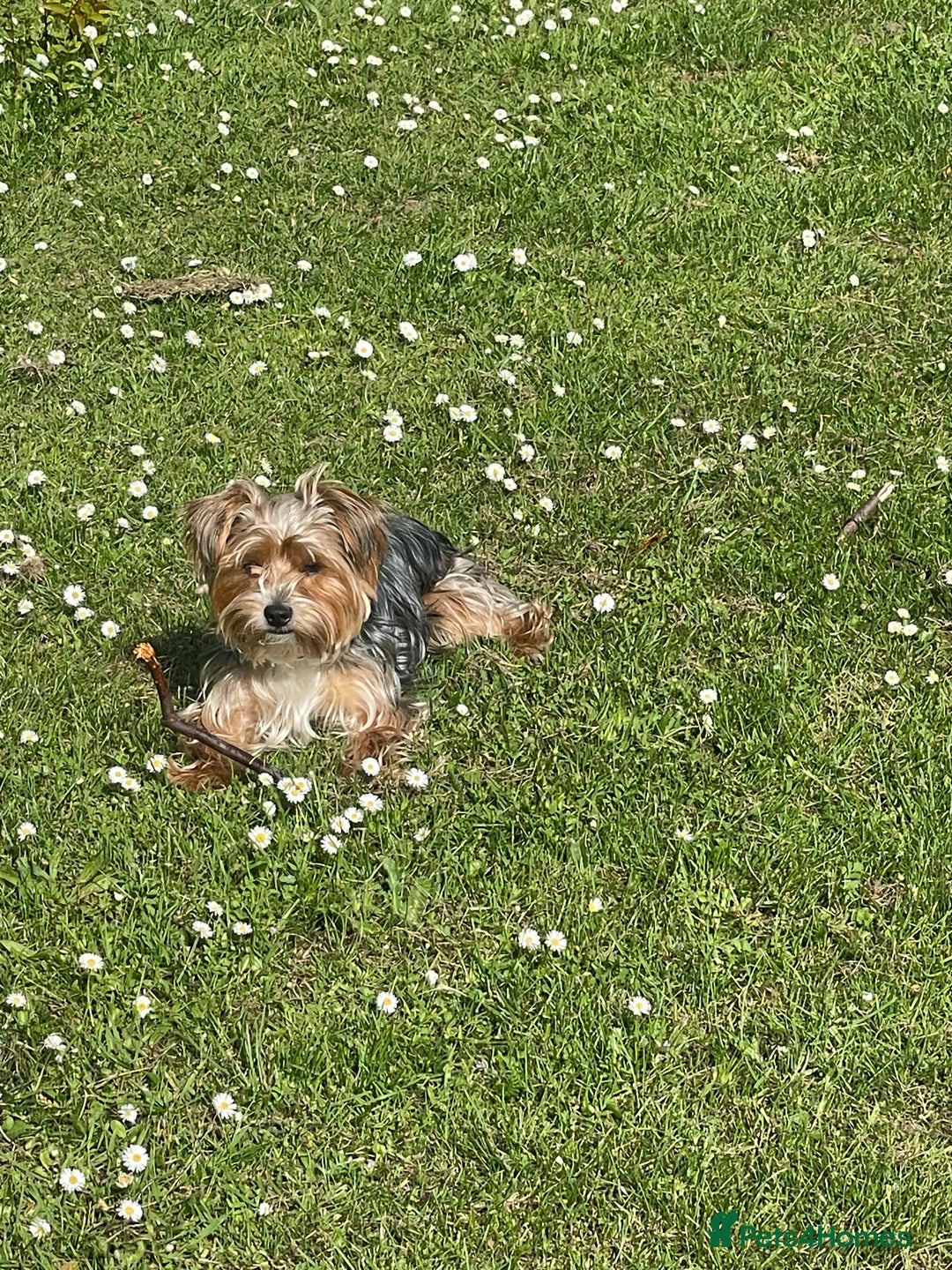 Mixed Breed dogs for sale: Yorki Puppies available from 21/12/25 - Advert 11