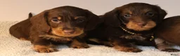 Miniature Dachshund dogs for sale: Choco+Wirehaired+5*Licensed+Kc+Praclear+Vetchecked - Advert 3