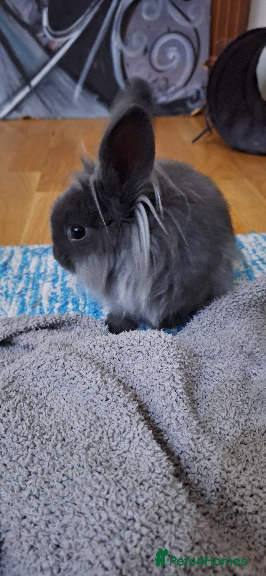 Mixed Breed rabbits for sale: Netherland dwarf and lionhead mix bunny - Advert 5