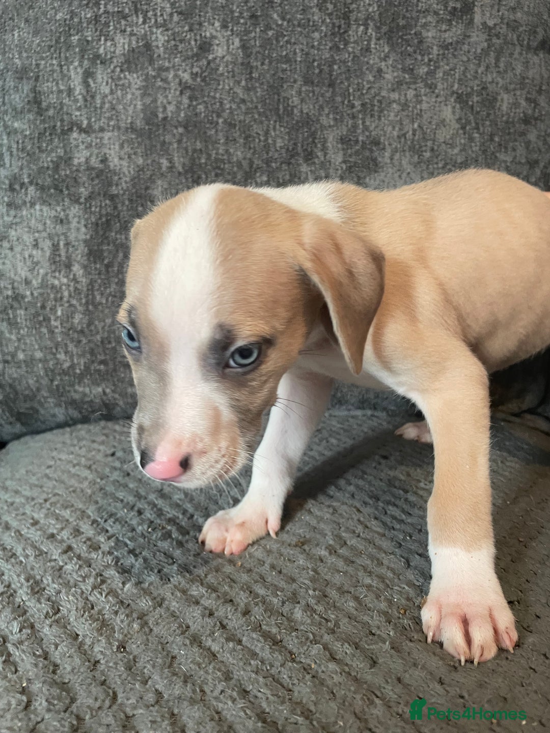 Mixed Breed dogs for sale: Presa canairo x American bulldog  - Image 3