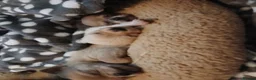 Chug dogs for sale: Chugs 1 light grey boy 1 white & cream girl - Advert 10