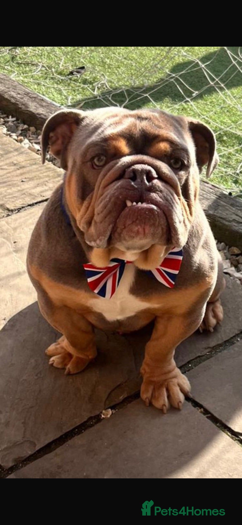 English Bulldog dogs Bez 4 year old Male English Bulldog - Advert 2
