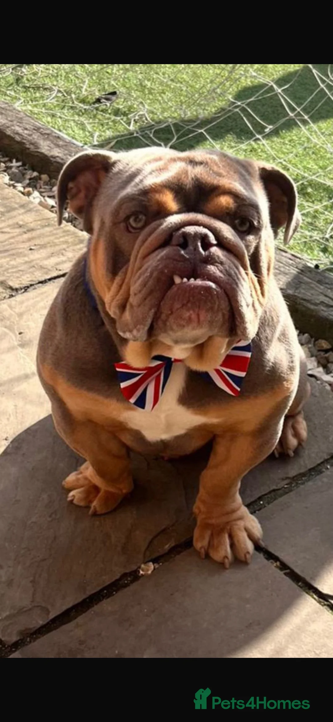 English Bulldog dogs for sale: Bez 4 year old Male English Bulldog in Cleckheaton - Advert 1