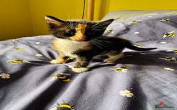 European cats for sale: 💖 Purr-fect Kittens Ready to Melt Your Heart! 😻 - Image 7