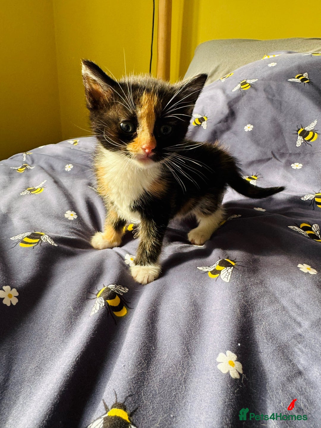 European cats for sale: 💖 Purr-fect Kittens Ready to Melt Your Heart! 😻 - Image 7
