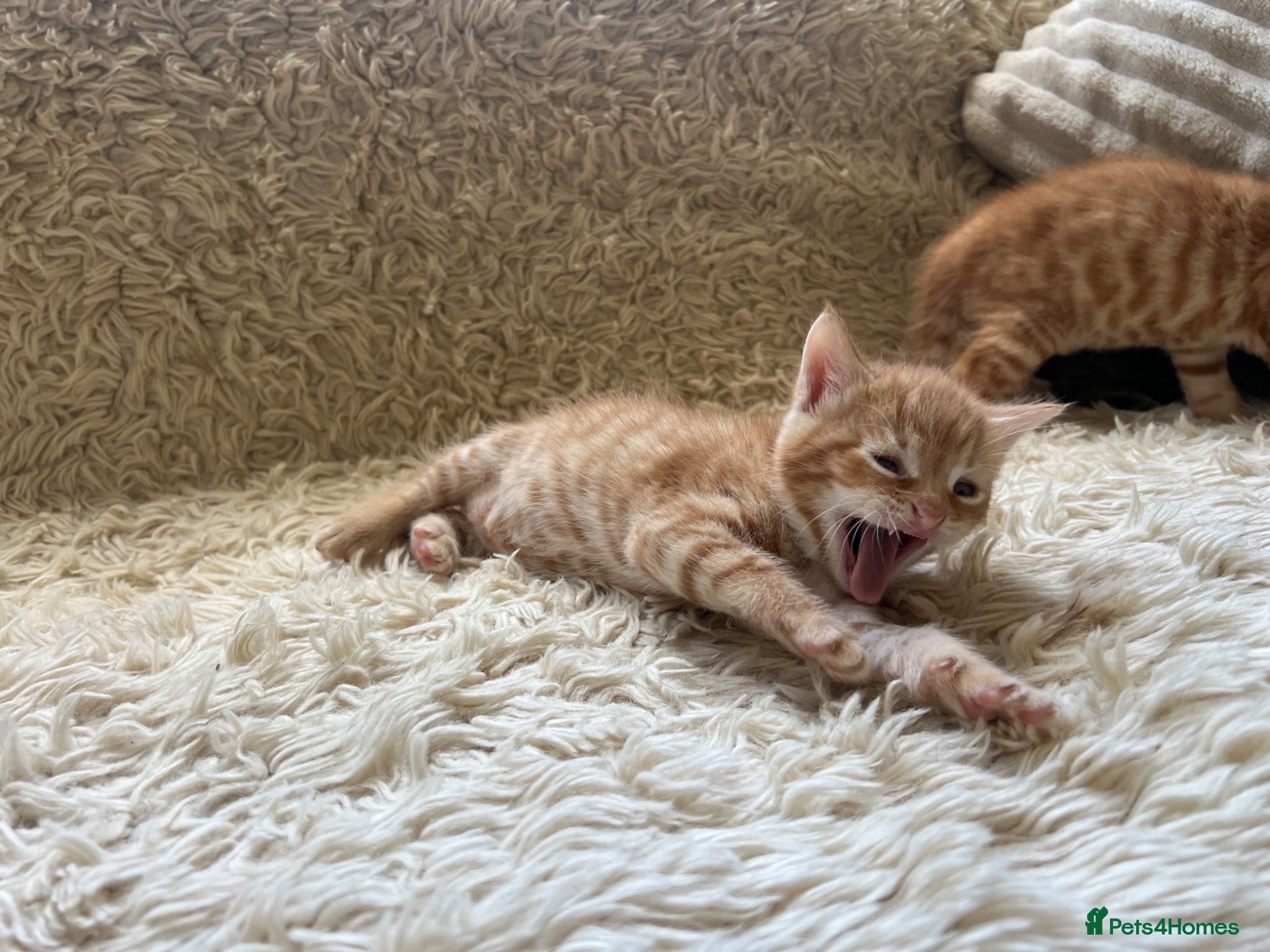 Maine Coon cats Maine Coon Cross Kittens Seeking Forever Homes - Advert 4