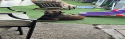 Labrador Retriever dogs for sale: Black Labradors boys and girls  - Advert 11