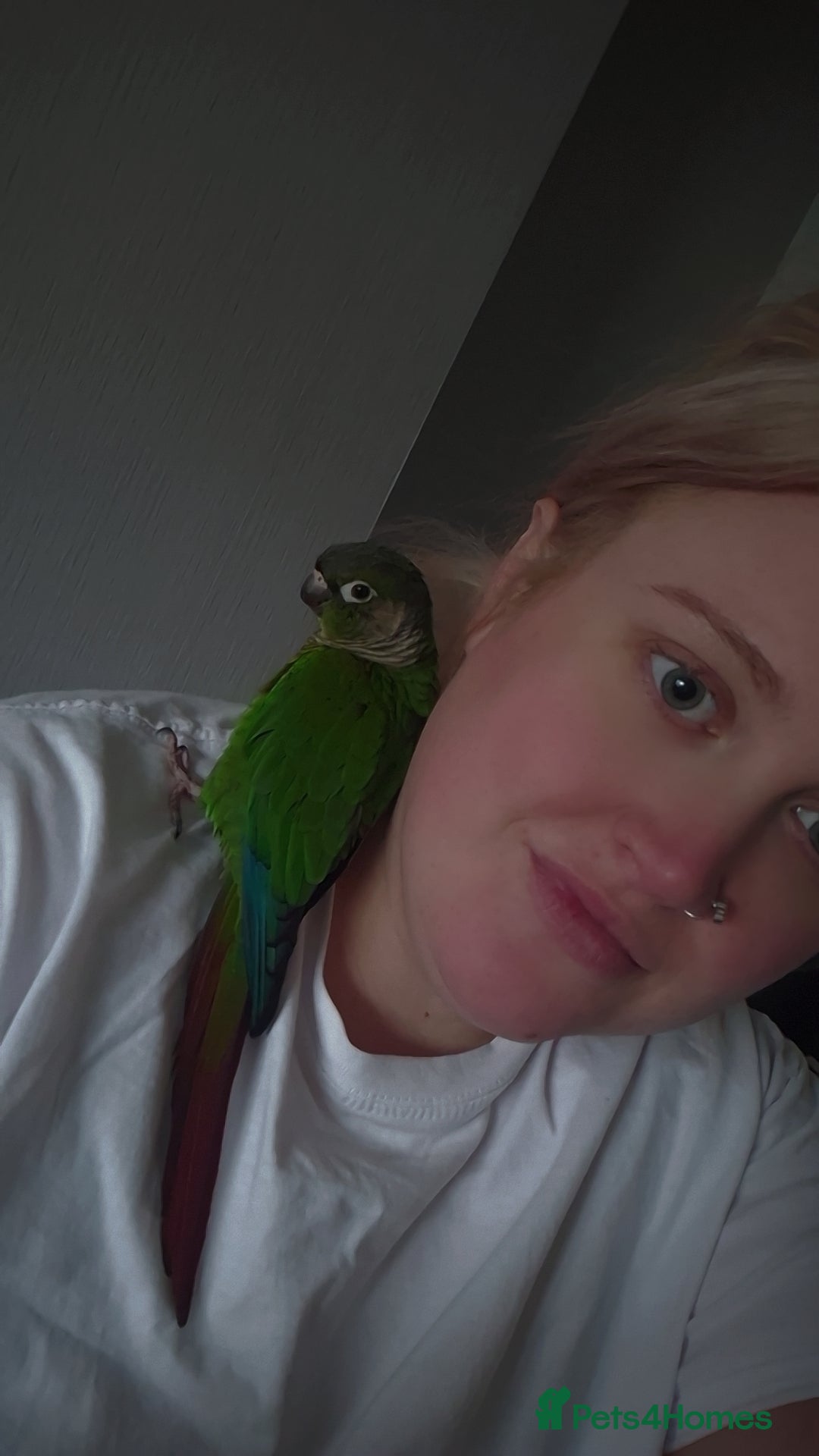 Conures birds Conure  - Advert 2