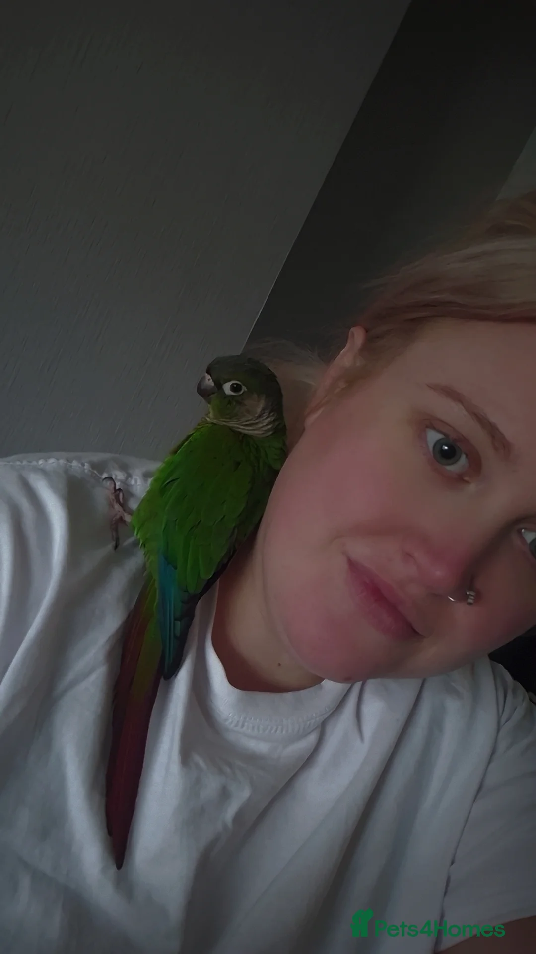 Conures birds for sale: Conure  - Advert 1