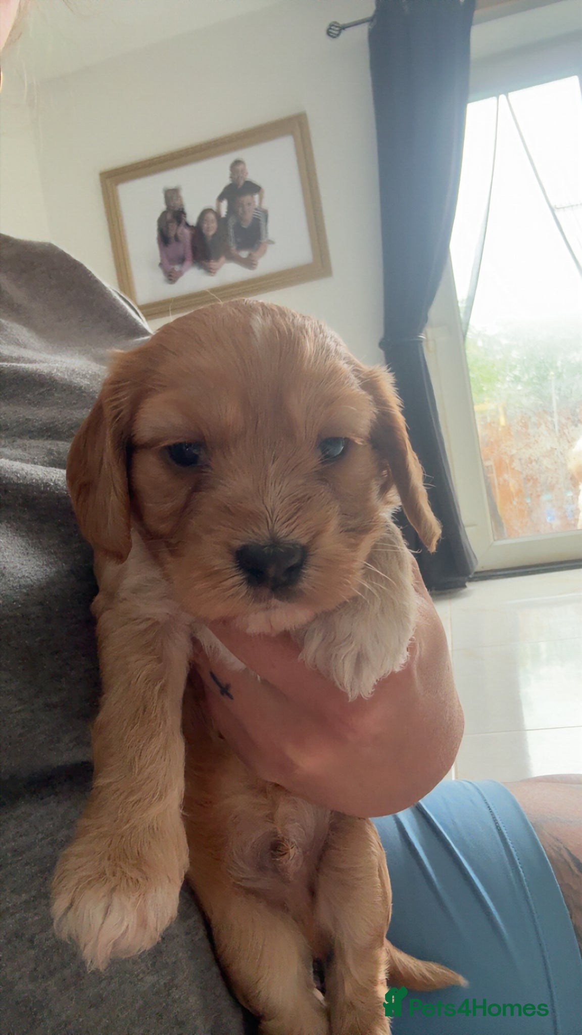 Cockapoo dogs male cockerpoo pup - Advert 2